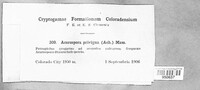 Image of Acarospora privigna